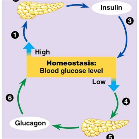 Glucagon helps your liver break down the food you eat to make glucagon can help with hypoglycemia so you feel right again. Use Of Glucagon And Ketogenic Hypoglycemia : Work Up Of ...