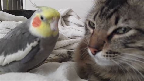 Cat And Parrot Youtube
