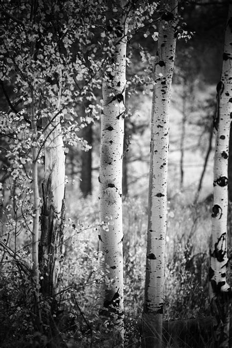 Aspen Trees In Black And White Photograph By Vishwanath Bhat Fine Art
