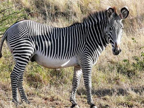 Grevys Zebra ~ Animals World