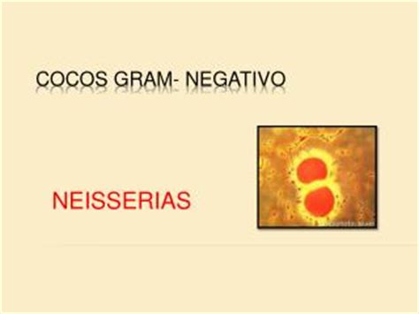 Ppt Bacterias Gram Negativas Cocos Gram Negativos Powerpoint