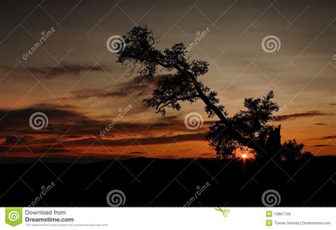Silhouette Of Old Tree During African Sunset Royalty Free