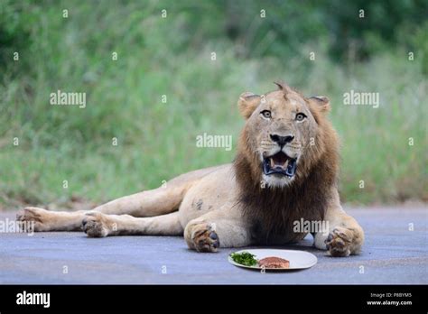 Funny Lion Photo High Resolution Stock Photography And Images Alamy