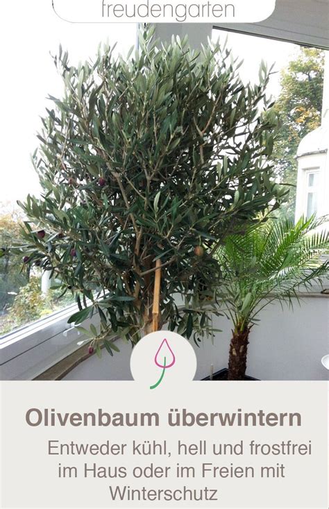 Olivenbaum überwintern: Olivenbäume sind nur bedingt winterhart. Im