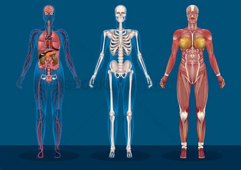 Collection of female human anatomy Vector Image - 1590166 | StockUnlimited