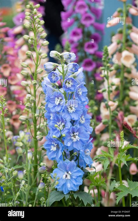Delphinium Magic Fountains Sky Blue White Bee On A Display At A Flower