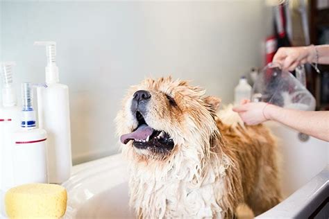 Learn The Proper Way To Bathe A Dog And Leave It Smelling Good Best