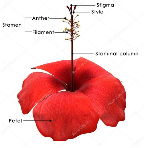 Full Diagram Of Hibiscus Flower Eveliza Tumisma
