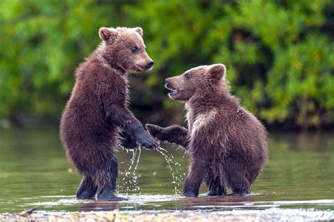 Bear Cubs Look Like Theyre Shaking Handsas They Play In The Water