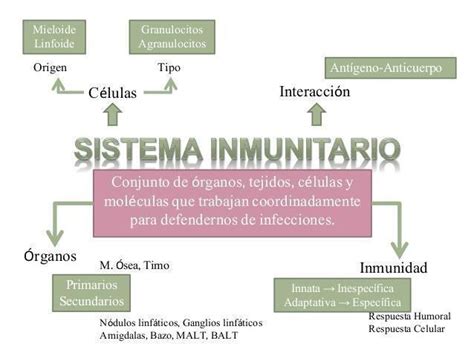 Elabora Un Organizador Visual Del Sistema Inmunológico Y Su Función