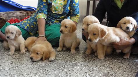 Maybe you would like to learn more about one of these? Golden Retriever Puppies for Sale(Nikhil 1)(5050) | Dogs ...