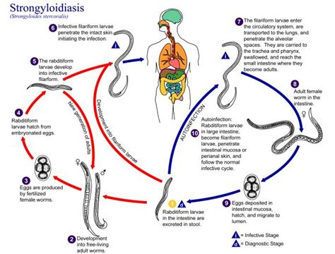 Hookworm Life Cycle Diagram