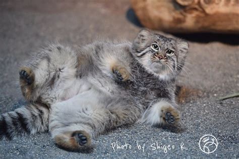 Theres A Pallas Cat Reaction Photo For Every Emotion And Its Amazing