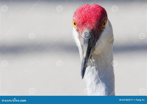 Sandhill Crane Stock Image Image Of Bird Animal Head 63182277