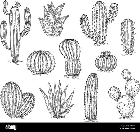 Sketch Cacti Collection Cactus Drawing Ink Succulent Botanical Design