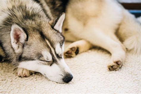 This can make even the calmest dog owner nervous, especially if their pup shows any sign of abnormal behavior for an extended amount of time. Why Do Dogs Sleep So Much? | Savory Prime Pet Treats