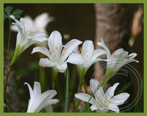 Naturefocusphotos Flowers And More Wild Lilies