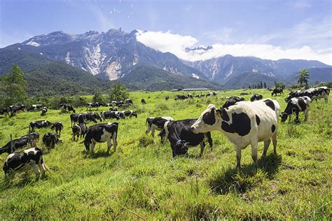 2020 top things to do in ranau. 7 things to do in Kundasang, Sabah - Ultimate Guide 2020