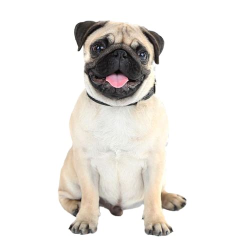 Pug Png Transparent Images Png All