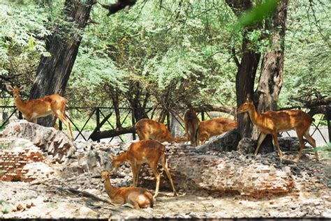 National Zoological Park Delhi How To Reach Best Time And Tips