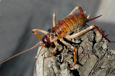 Pest control refers to the regulation or management of a species defined as a pest, usually because it is perceived to be detrimental to a person's health, the ecology or the economy. 5 OVERSIZED Bugs that Missouri (Thankfully) Doesn't Have