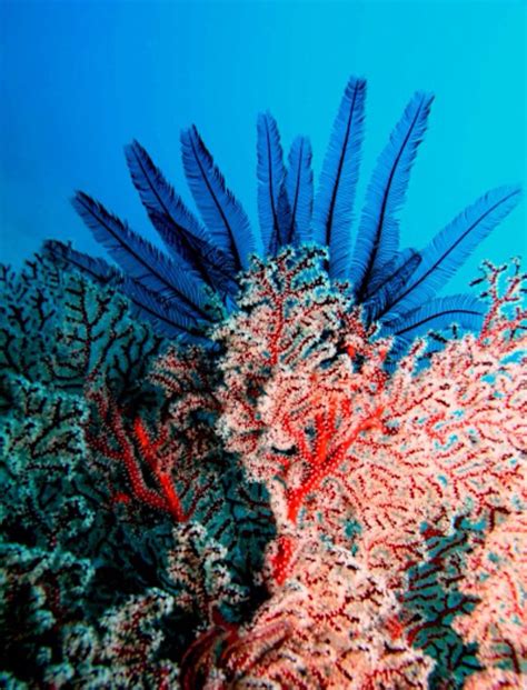 Coral Obsessed ️ Ocean Plants Underwater Plants Sea Plants