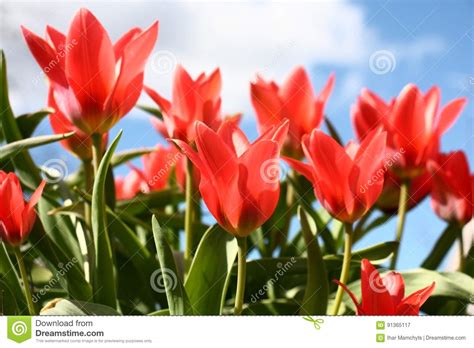 Scarlet Tulips Stock Image Image Of Tulips Clouds 91365117