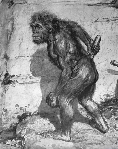 1909 First Neanderthal Restoration Crop2 Photograph By Paul D Stewart