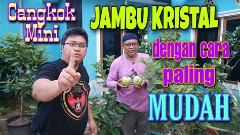 Pada umumnya tanaman jambu biji dapat beradaptasi pada keadaan tanah yang luas terhadap berbagai jenis tanah dengan tekstur dan struktur tanah yang beragam. CARA MUDAH CANGKOK JAMBU KRISTAL - YouTube