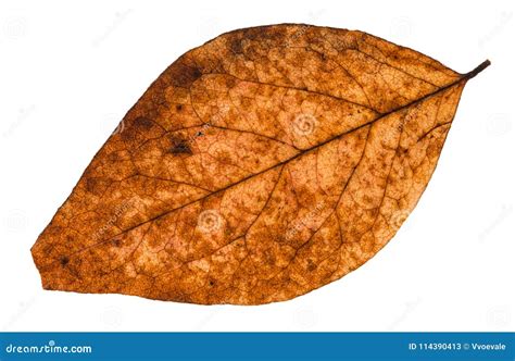 Broken Dried Leaf Of Poplar Tree Isolated Stock Image Image Of Rotten