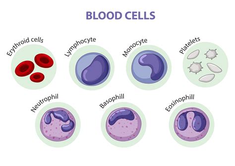 Type Of Blood Cells 1436624 Vector Art At Vecteezy