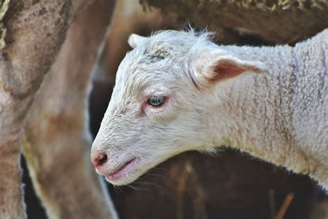 Lamb Sheep Cub Free Photo On Pixabay
