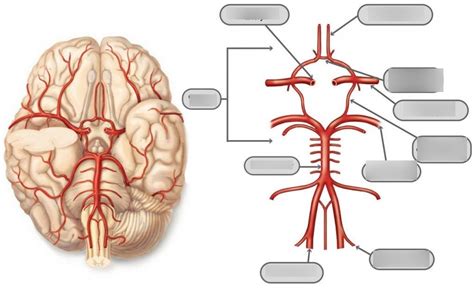 Blood Supply To The Brain Diagram Quizlet