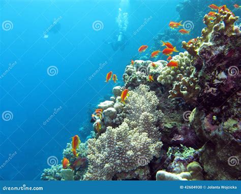 Coral Reef With Divers And Exotic Fishes Anthias At The Bottom Of