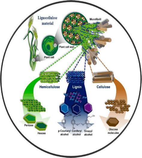 Structure Of Lignocellulose Material Download Scientific Diagram
