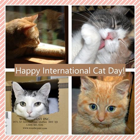 Happy International Cat Day Sault Ste Marie Animal Clinic