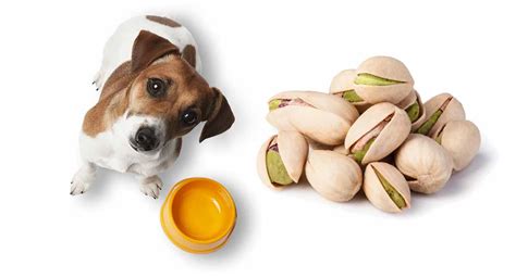 Cats · 1 decade ago. Can Dogs Eat Pistachios - Are Pistachio Nuts Bad For Dogs?