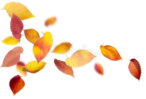 Autumn Oak Leaves Falling Stock Image Image Of Background 33124123