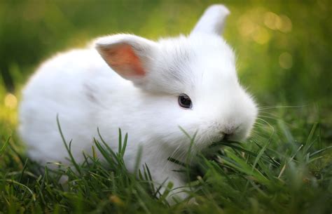 1920x1080 Resolution White Rabbit Eating Grass Hd Wallpaper