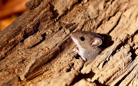 The Deer Mouseperomyscus Maniculatus Is Rodent Common Most Species