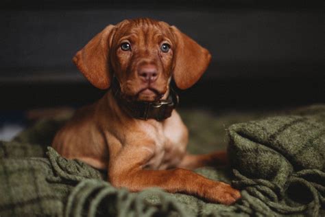 Steve Jarvis Vizslas Vizsla Puppies For Sale In Potlatch Id Akc