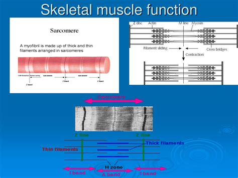 Ppt Skeletal Muscular And Integumentary Systems Powerpoint