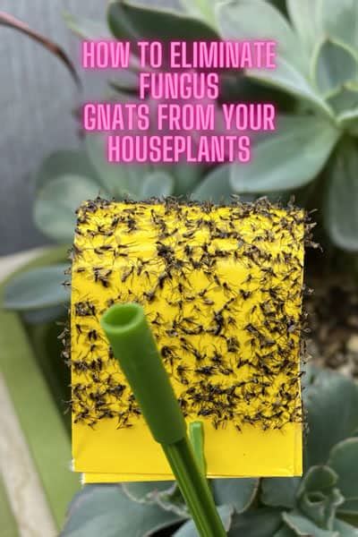 Eliminating Fungus Gnats 3 Easy Steps For Your Houseplants