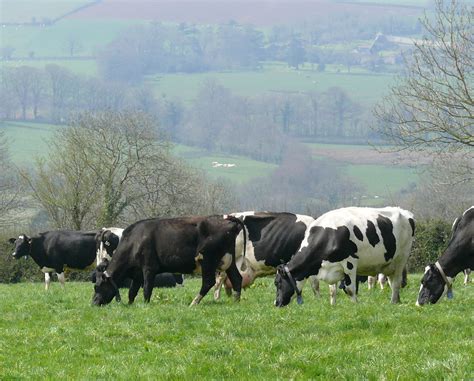 Farm Health Online Animal Health And Welfare Knowledge Hub Milk Fever