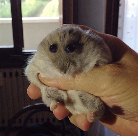 Psbattle This Guy Holding A Hamster Rphotoshopbattles