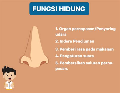 Apa Saja Bagian Bagian Hidung Beserta Fungsinya Biologi Kelas 7