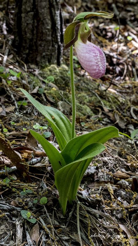 Just south of the northern most dot you'll find the snowdrops. Pink Lady's Slipper, Moccasin Flower (Cypripedium acaule ...