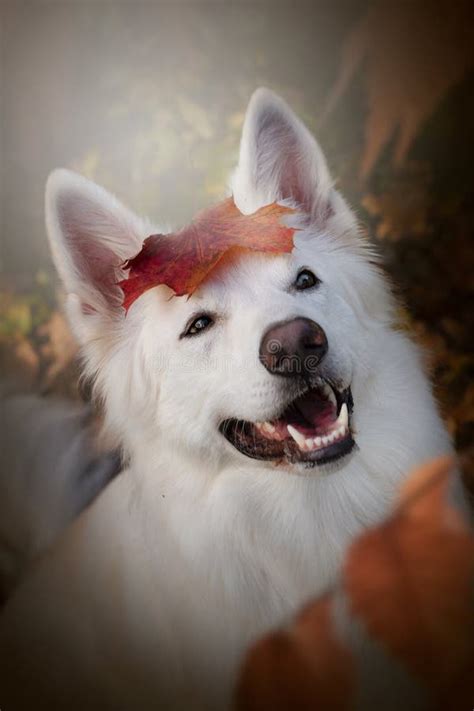White Swiss Shepherd Dog In Autumn Smiling With A Leaf On His Head