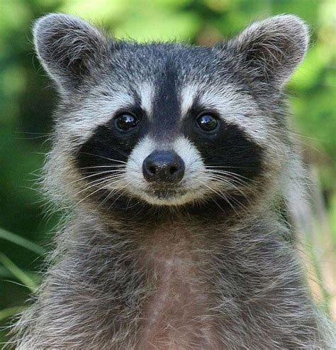 Nazvyn5vpyw 580×604 Cute Raccoon Pet Raccoon Cute Little Animals