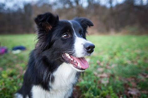 Border Collie Dog Breed Profile Weight Size Lifespan Facts